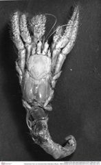 Historisches Foto von Goniodromites bidentatus (Reuss, 1859) (NHMW-AFW-GEO-BACHMAYER-FOTO-1990-0041-0371)